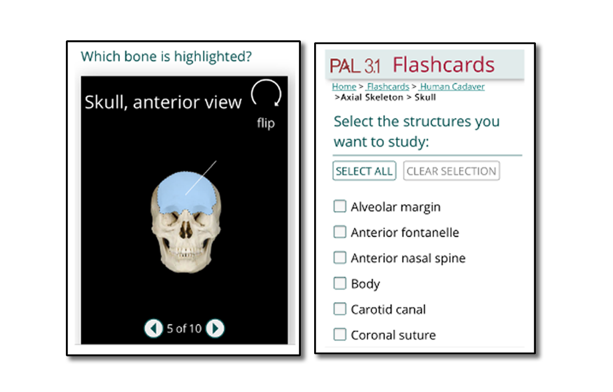 Practice Anatomy Lab Flashcards